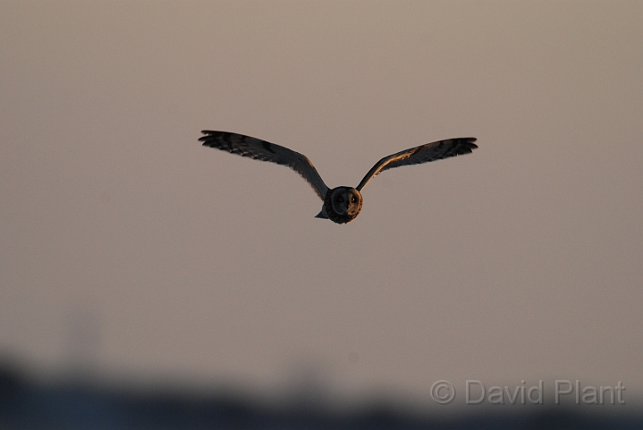 Short-eared owl - C.JPG - Short-eared owl - Gloucestershire